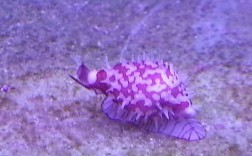 荒野之息褐色海螺（荒野之息紫色粘液怎么祛除）