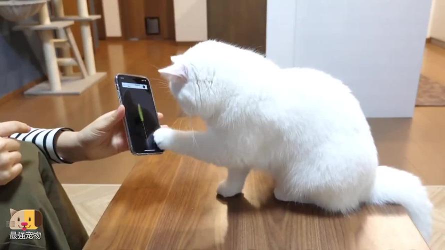 猫咪玩微信游戏怎么玩（猫咪玩手机游戏）