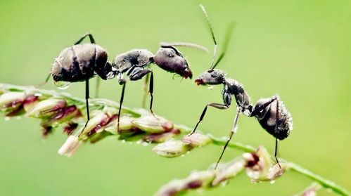 蚂蚁每天产多少崽（蚂蚁每天生多少只）-图3