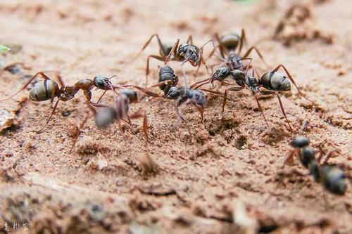 蚂蚁每天产多少崽（蚂蚁每天生多少只）-图2