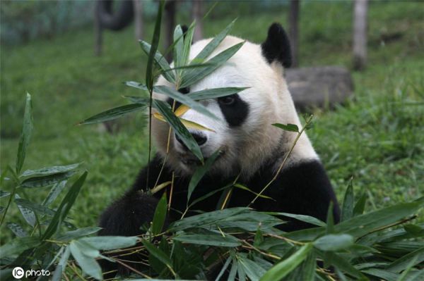 熊猫100米多少竹子（熊猫高几米）-图1