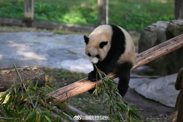 熊猫100米多少竹子（熊猫高几米）-图2