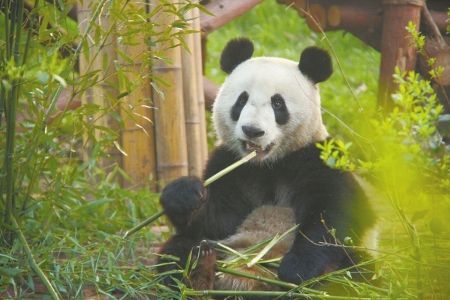 熊猫100米多少竹子（熊猫高几米）-图3