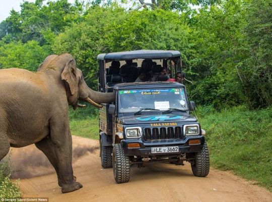 大象汽车多少钱（大象汽车图片）-图2