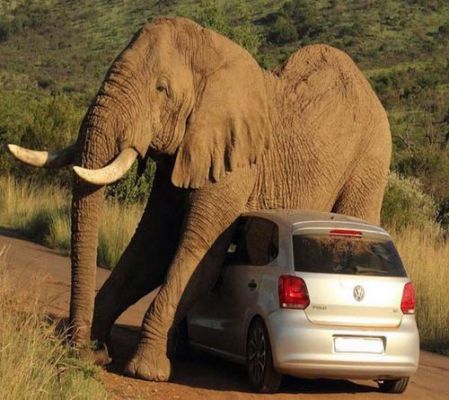 大象汽车多少钱（大象汽车图片）-图3