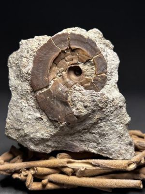 蜗牛化石值多少钱（蜗牛化石值多少钱一克）