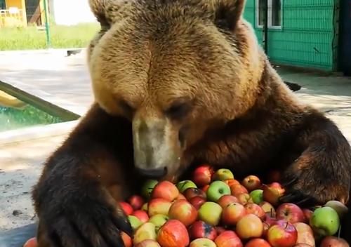 棕熊饲料多少包（棕熊一顿能吃多少东西）