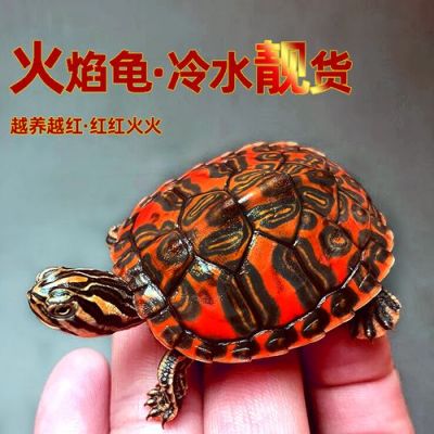 火龟饲料多少保底（熔岩火龟饲料）-图3
