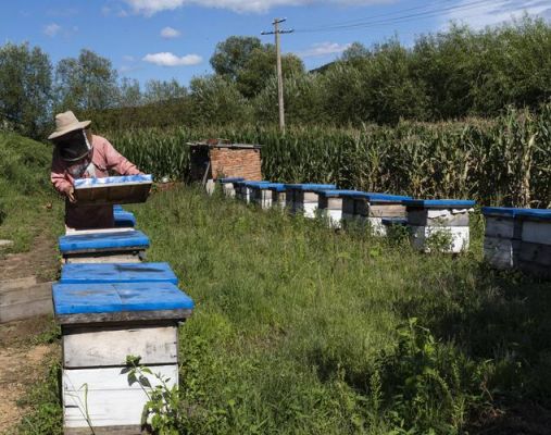 养蜂人多少钱（养蜂人一年收入）