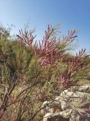 种红柳要多少能量（种植红柳的作用）-图2