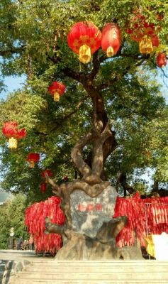 许愿树多少级(许愿树能开出什么)-图3 许愿树多少级(许愿树能开出什么)-图3